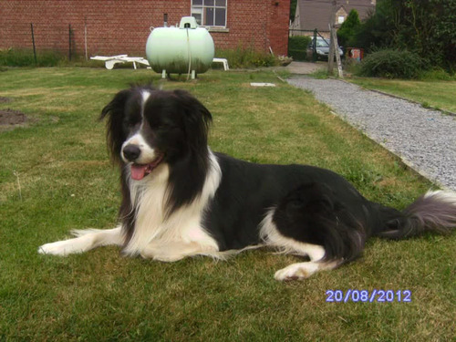 A picture of my dog